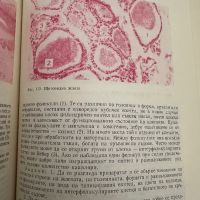 Ръководство за практически упражнения по хистология и ембриология, снимка 4 - Специализирана литература - 45351432