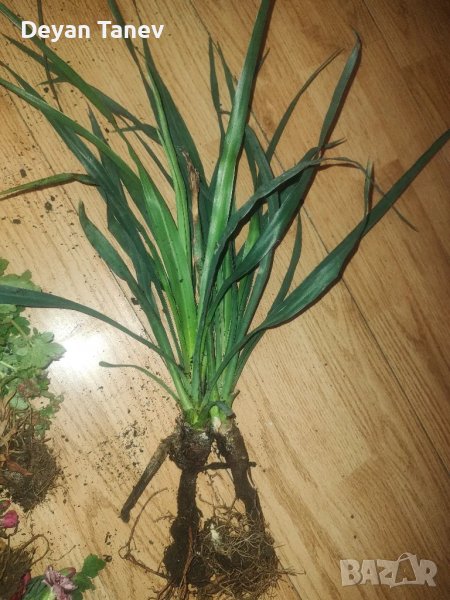 Разсад Невен, Юка, Карамфил, Перуника ,Алстромерия, Роза, Газания , Петуния , Хемерокалис ., снимка 1