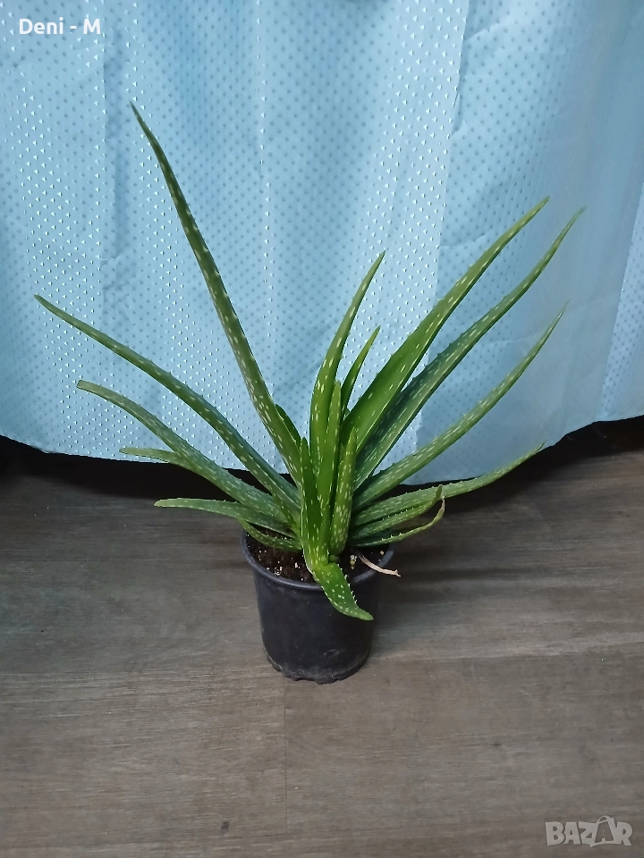 Алое Вера 40см., снимка 1