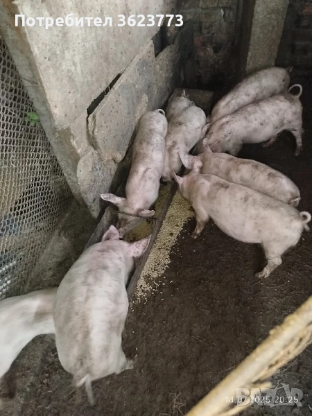 ПРАСЕТА             ., снимка 1