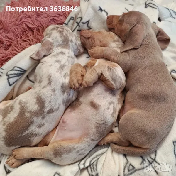 Мини дакел, снимка 1