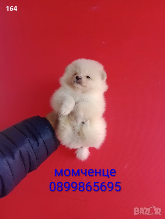 Мъжки и женски Померани. Реални снимки от 12.01.26 г. , снимка 1