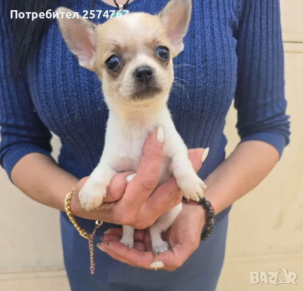 Чихуахуа , снимка 1