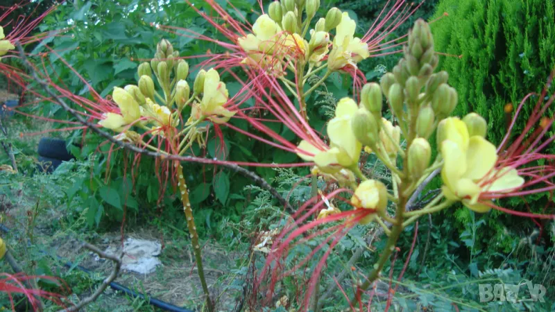 Цезалпиния (Ceasalpinia giliesii), снимка 1