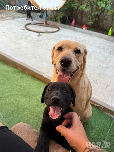 Лабрадор ретривър, снимка 1
