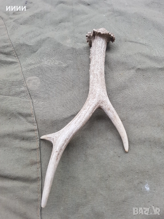 Рог от сръндак , снимка 1