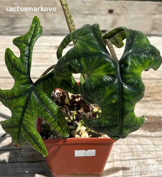 Alocasia 'Jacklyn', снимка 1