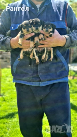 Пинчер , снимка 11 - Пинчер - 54253637