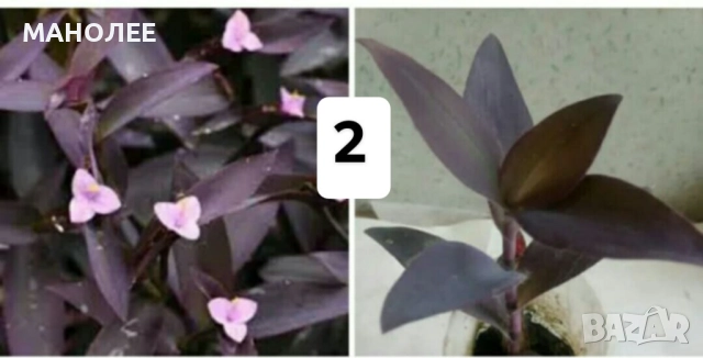 Саксийни цветя - 4 вида - 4 НЕЗАСАДЕНИ КОРЕНА В ЕДИН ПАКЕТ /видове по избор/ ЗА 20 ЛВ. / 10,23 € ., снимка 3 - Стайни растения - 52047633