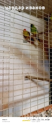 какарики и вълнисти папагали , снимка 2 - Папагали - 53526178