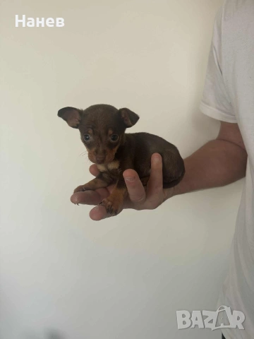 Малки Пинчери