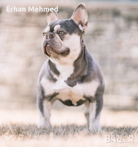 Френски булдог , снимка 7 - Търси партньор - 52724039