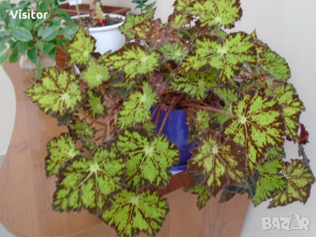 Sony Cyber-shot DSC-W800   20.1МРх, снимка 17 - Фотоапарати - 52805253