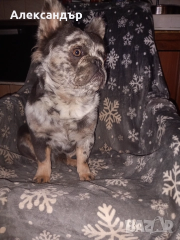 Мъжки френски булдог за разплод , снимка 3 - Френски булдог - 52354780