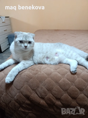 Продавам прекрасно правоухо шотландско момиченце!, снимка 14 - Британска късокосместа - 54075466