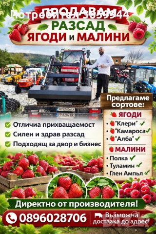 🌱 Качествен Разсад Ягоди и Малини – Директно от Производител!, снимка 3 - Градински цветя и растения - 53638416