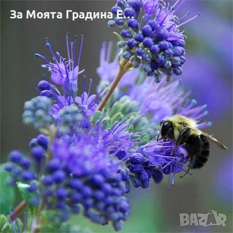 Кариоптерис , снимка 5 - Градински цветя и растения - 53635848