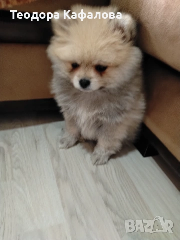 Продавам Мини Померан