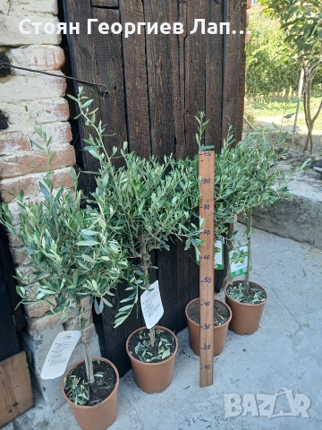 дръвчета маслина топиар , снимка 2 - Градински цветя и растения - 53207246