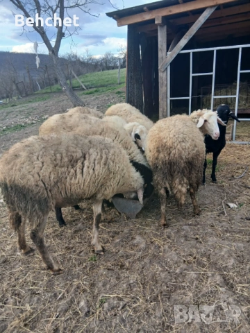 Овце за продан, снимка 2 - Овце - 54082440