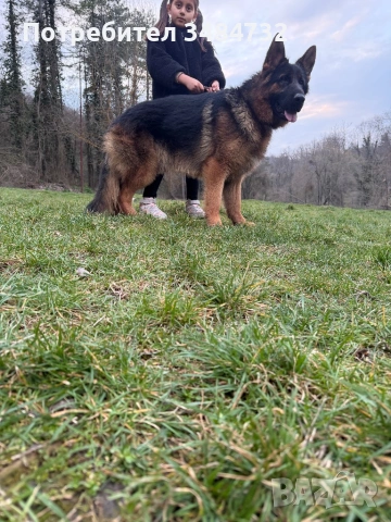 Немска овчарка мъжка, снимка 2 - Немска овчарка - 54297915