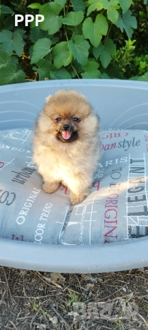 Померан момченце, снимка 3 - Померан - 51658346