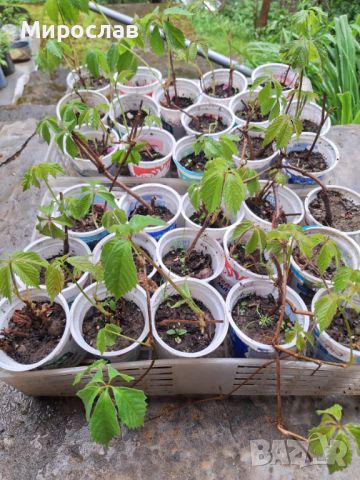 Продавам растения Дива лоза (Parthenocissus quinquefolia), снимка 1 - Градински цветя и растения - 45382708