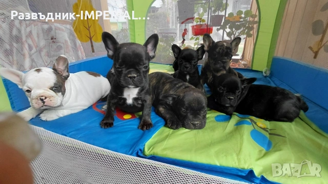 френски булдог-булдочета, снимка 2 - Френски булдог - 54092555