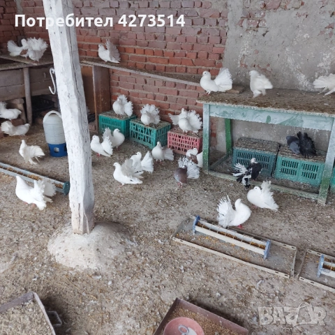 Продавам гълъби финерлии - бели и пъстри, снимка 7 - Гълъби - 53299830