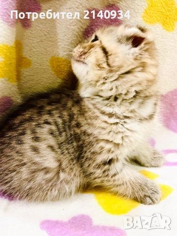 Шотландско клепоухо. Златна чинчила, момче, снимка 8 - Чинчили - 52997312