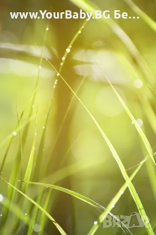 Oilo БИО Етерично Масло от Кора от Цитронела (Cymbopogon winterianus) - Citronella Oilo 5 мл., снимка 12 - Други - 49721731