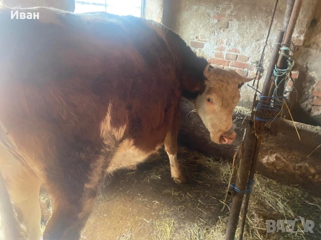 Бременна крава в 7мия месец, снимка 2 - Крави - 53384869
