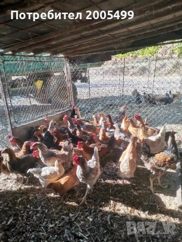 пуйки, пуяци, кокошки... и... петли, снимка 2 - Кокошки и пуйки - 51012455