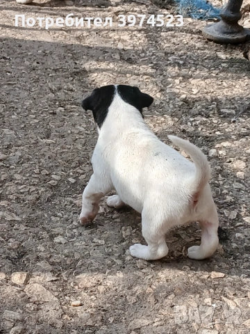  Джак ръсел , снимка 3 - Джак ръсел териер - 53719399