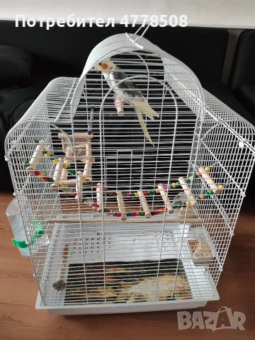 Продавам папагал Корела с клечката., снимка 4 - За птици - 53987304