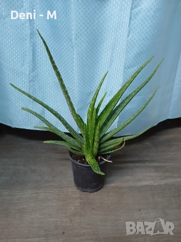 Алое Вера 40см.