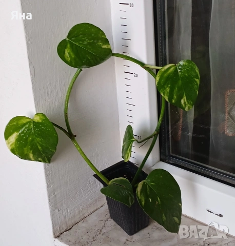 Епипремнум ауреум, Дяволски бръшлян -Цвете на парите, снимка 4 - Стайни растения - 46529171