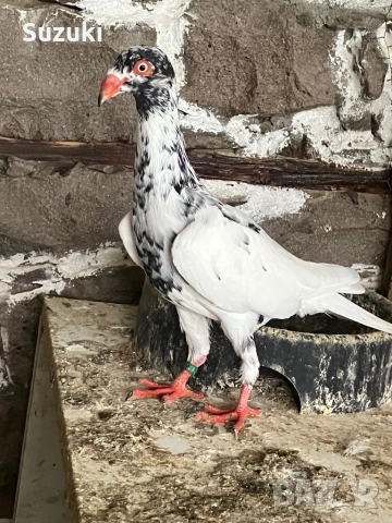 Гълъби - Датски летачи и Спортни пощенски, снимка 6 - Гълъби - 52565161