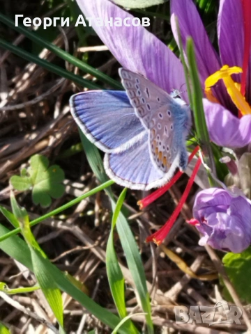 Шафран , снимка 6 - Домашни продукти - 53664297