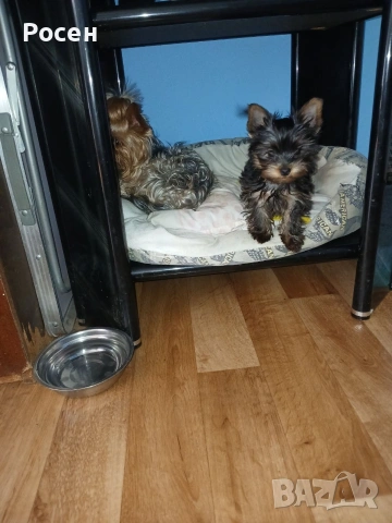 продавам , снимка 3 - Йоркширски териер - 53662552