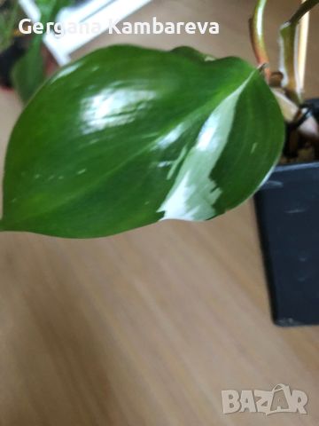 Philodendron White Knight , снимка 4 - Стайни растения - 46759226