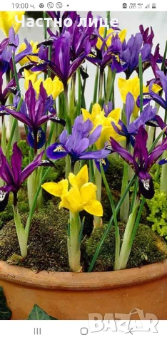 Мини ирис/джудже/перуника