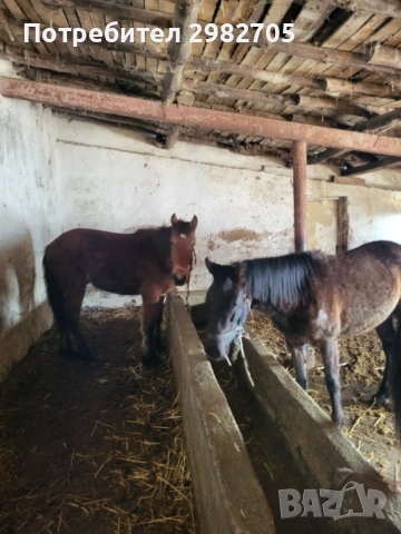 Продавам Мъжки кончета , снимка 13 - Коне - 53844953