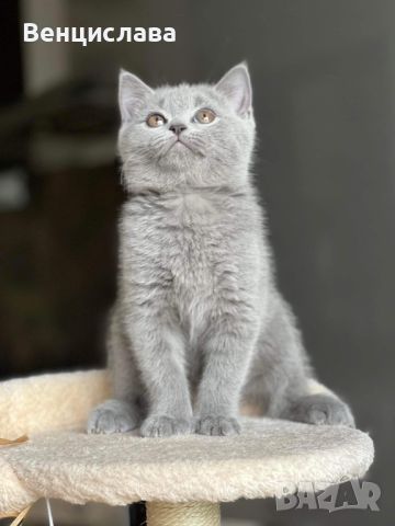 Британски котета, снимка 1 - Британска късокосместа - 45471648