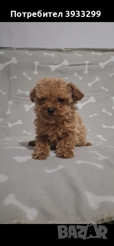 Той пудел момиче пуделче, снимка 4 - Пудели - 53778314