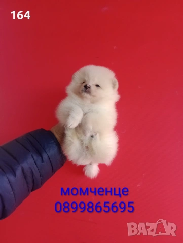 Мъжки и женски Померани. Реални снимки от 12.01.26 г. 