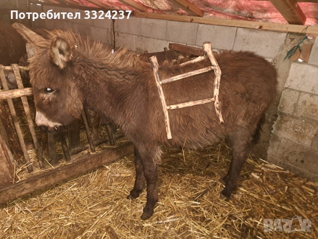 продавам мъжко магари на 6 месеца , снимка 2 - Коне - 53267256