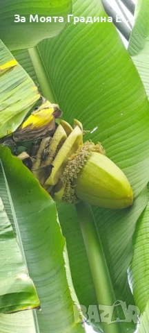 Банан- Мусо, снимка 2 - Градински цветя и растения - 52529859