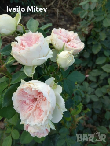 Щамбови рози , снимка 10 - Градински цветя и растения - 53076354