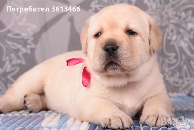 Лабрадор ретривър чистокръвни, снимка 3 - Лабрадор ретривър - 54225664